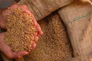 Preço do arroz deve cair cerca de 20% nas próximas semanas