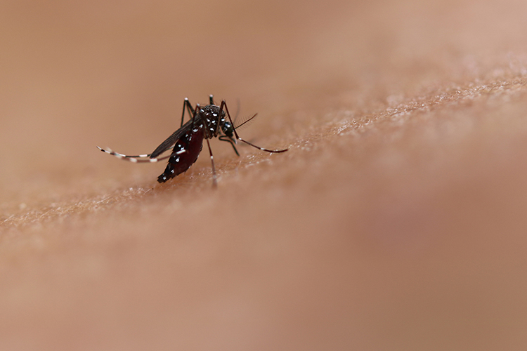 Dengue é transmitida pelo mosquito Aedes aegypti | Foto: NIAID