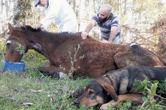 Após denúncia de maus-tratos, cavalo é encontrado com patas