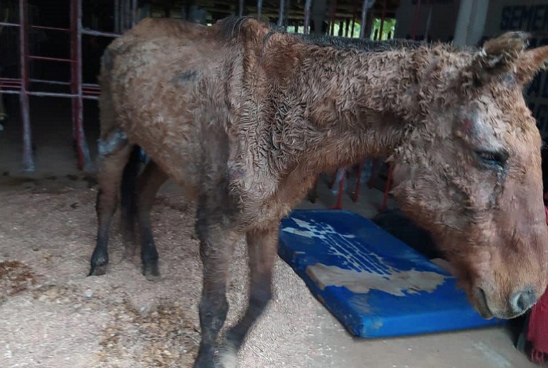 Cavalo é resgatado em situação de maus tratos, em Caraguatatuba