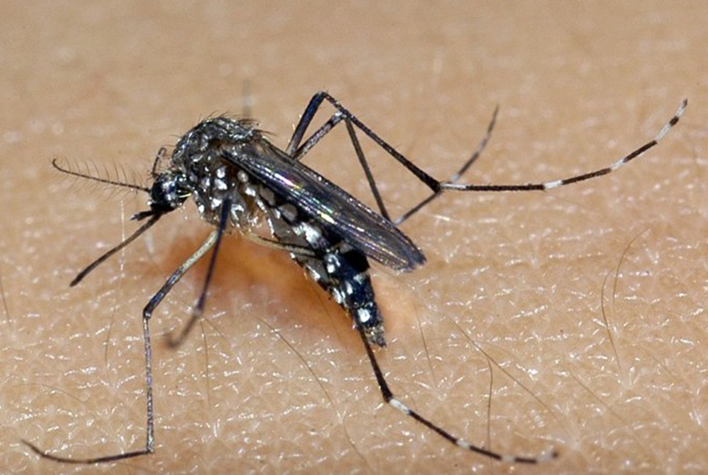 Santa Cruz tem 11 casos confirmados de dengue até o momento