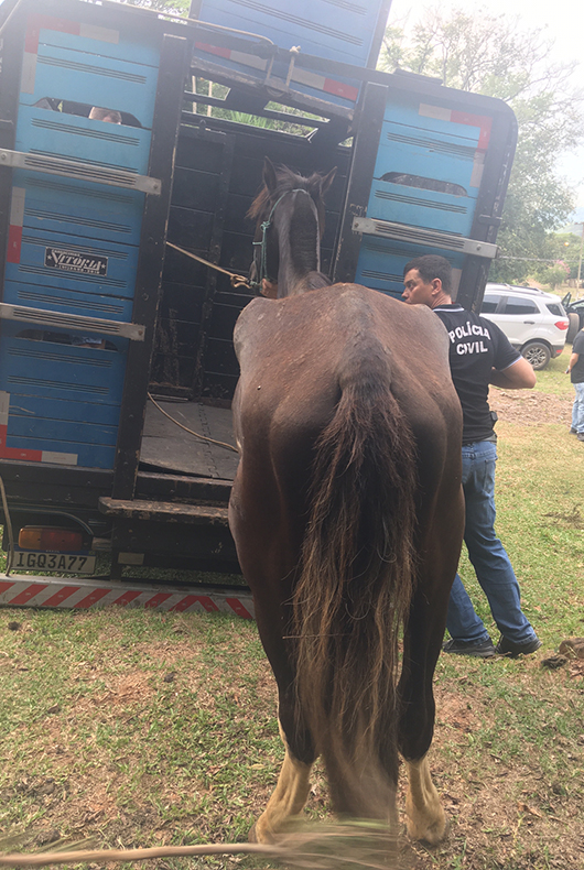 Polícia investiga vídeos virais de corrida de cavalos no Rio de Janeiro