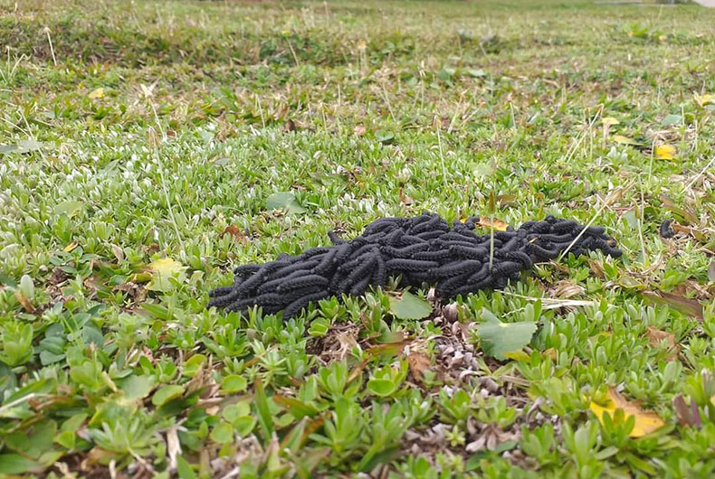 Retrô do Gaz: curiosidades da natureza foram destaque entre os interesses dos leitores