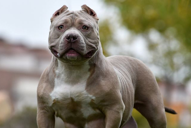 England has announced a ban on dog breeds after the girl was attacked