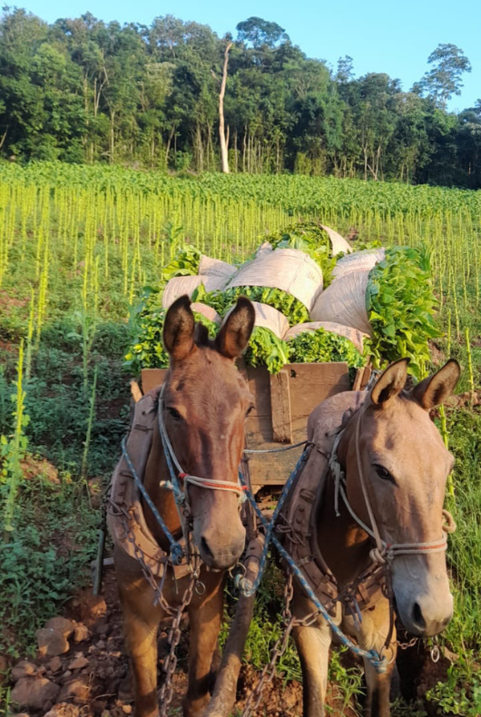 Por dentro da safra: Últimas tarefas do ano a serem cumpridas