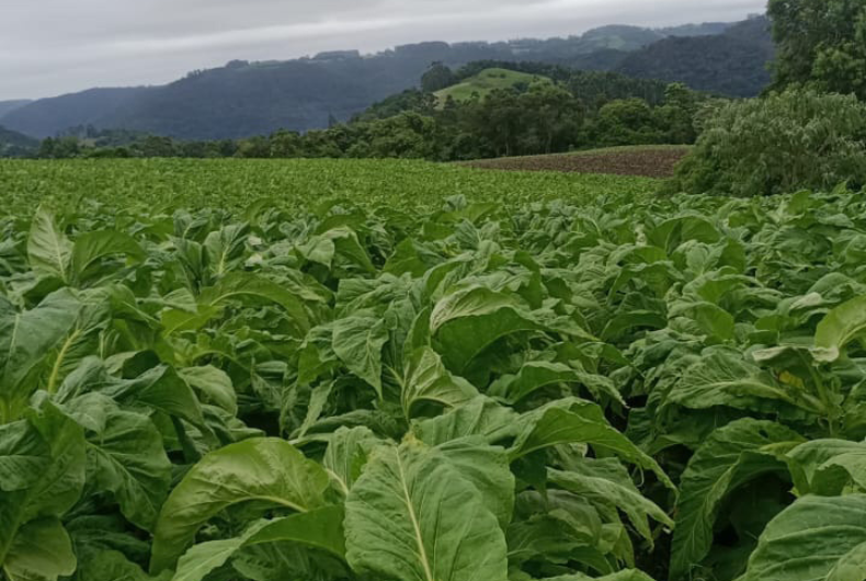 Badesul aprova R$ 170 milhões em linhas de crédito rural destinadas ao Plano Safra 2024/25