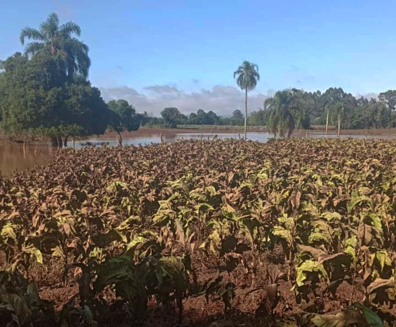 Enchente de novembro causou mais de R$ 6 milhões em prejuízo para a agricultura