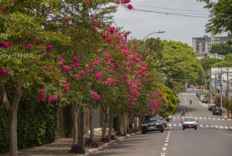 Calor excessivo fez extremosas florescerem mais cedo