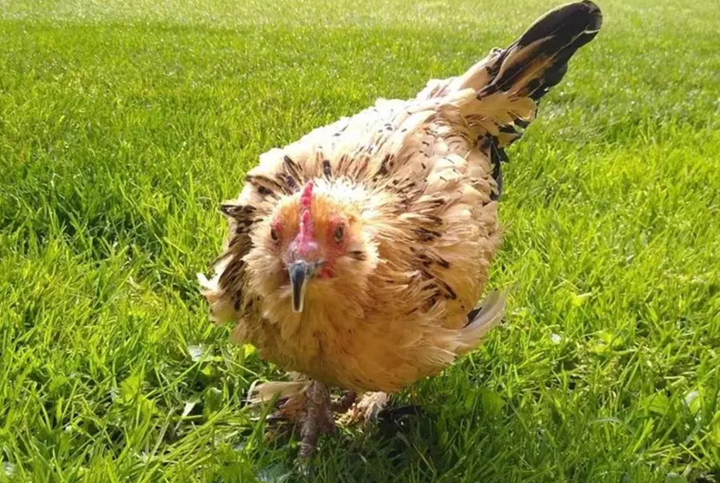 Peanut, a galinha mais velha do mundo, morre aos 21 anos