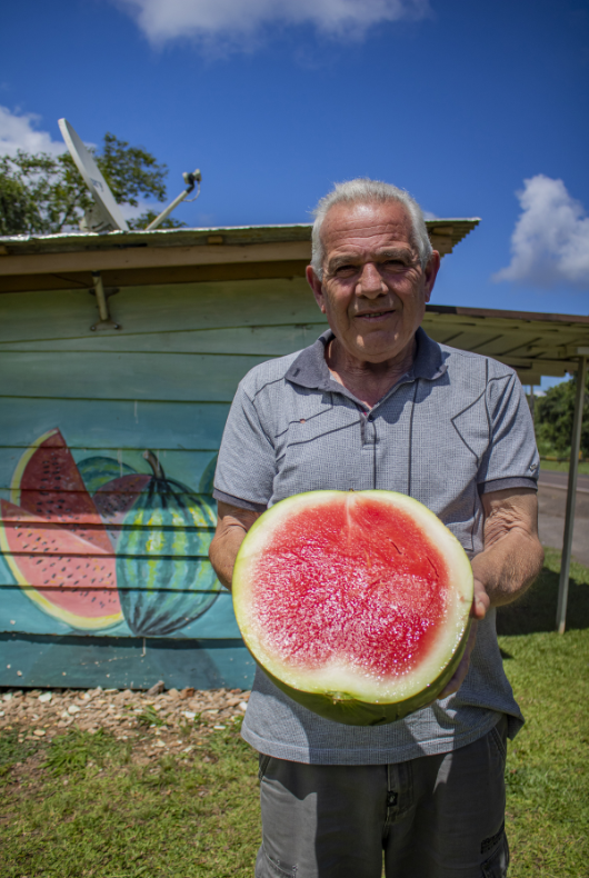 Excesso de chuva afetou a safra de melancias na região