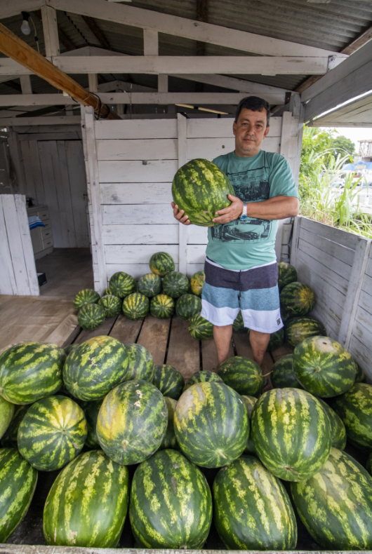 Excesso de chuva afetou a safra de melancias na região