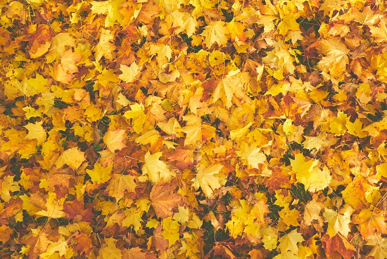 Outono - folhas - pexels ok