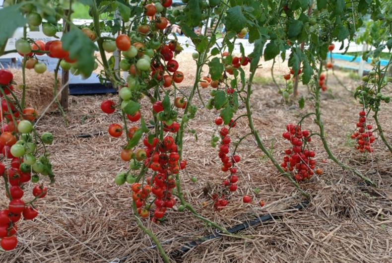 Sistema de Plantio Direto de Hortaliças é destaque no Espaço da Olericultura