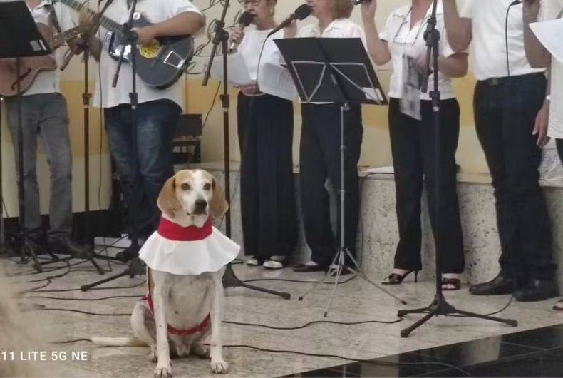 Cachorro é adotado por padre e vira "cãoroinha" em igreja do interior de São Paulo