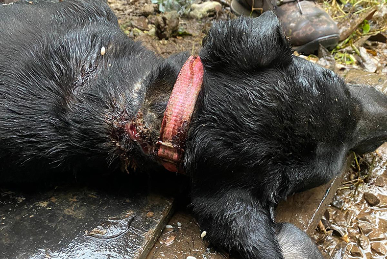 Polícia Civil encontra morto cão vítima de maus-tratos no Bairro Belvedere