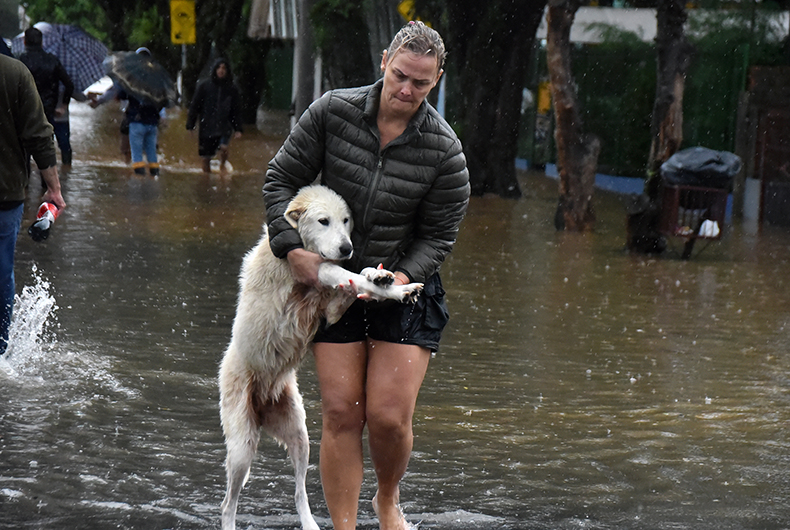Saiba como localizar animais domésticos perdidos durante a enchente