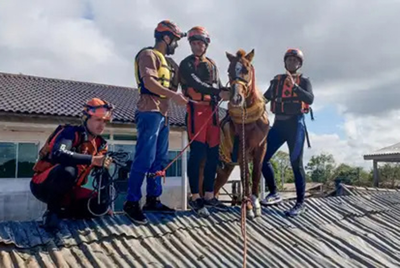 Cavalo Caramelo é resgatado de telhado de casa no Rio Grande do Sul